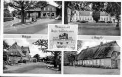RueggeStammzucht1950