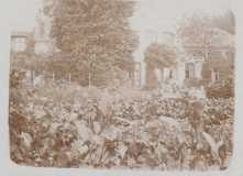 Steinfeld1914