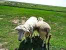 HamburgerHallig