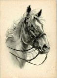 Schleswiger