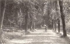 tiergarten-reitallee1910