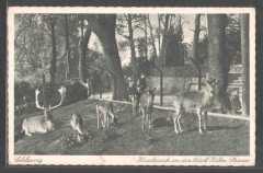 adolfhirsche