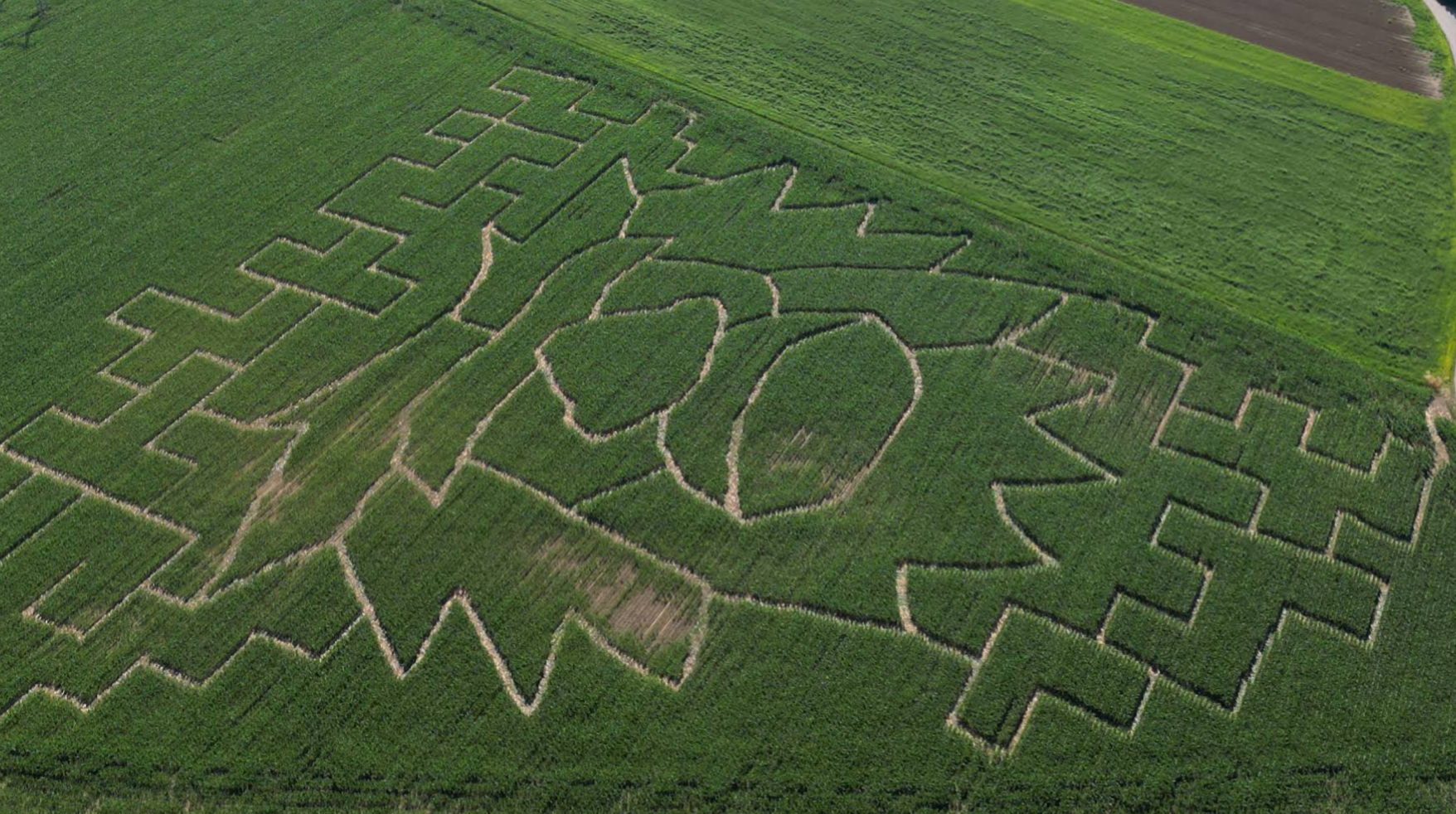 Koruzni labirint - kukoricalabirintus a mezőn