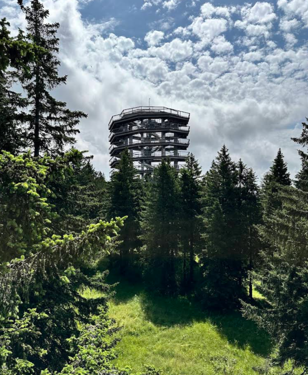 Rogla - Razgledni stolp – Pot med krošnjami Pohorje - kilátó és lombkorona ösvény (1450 m)