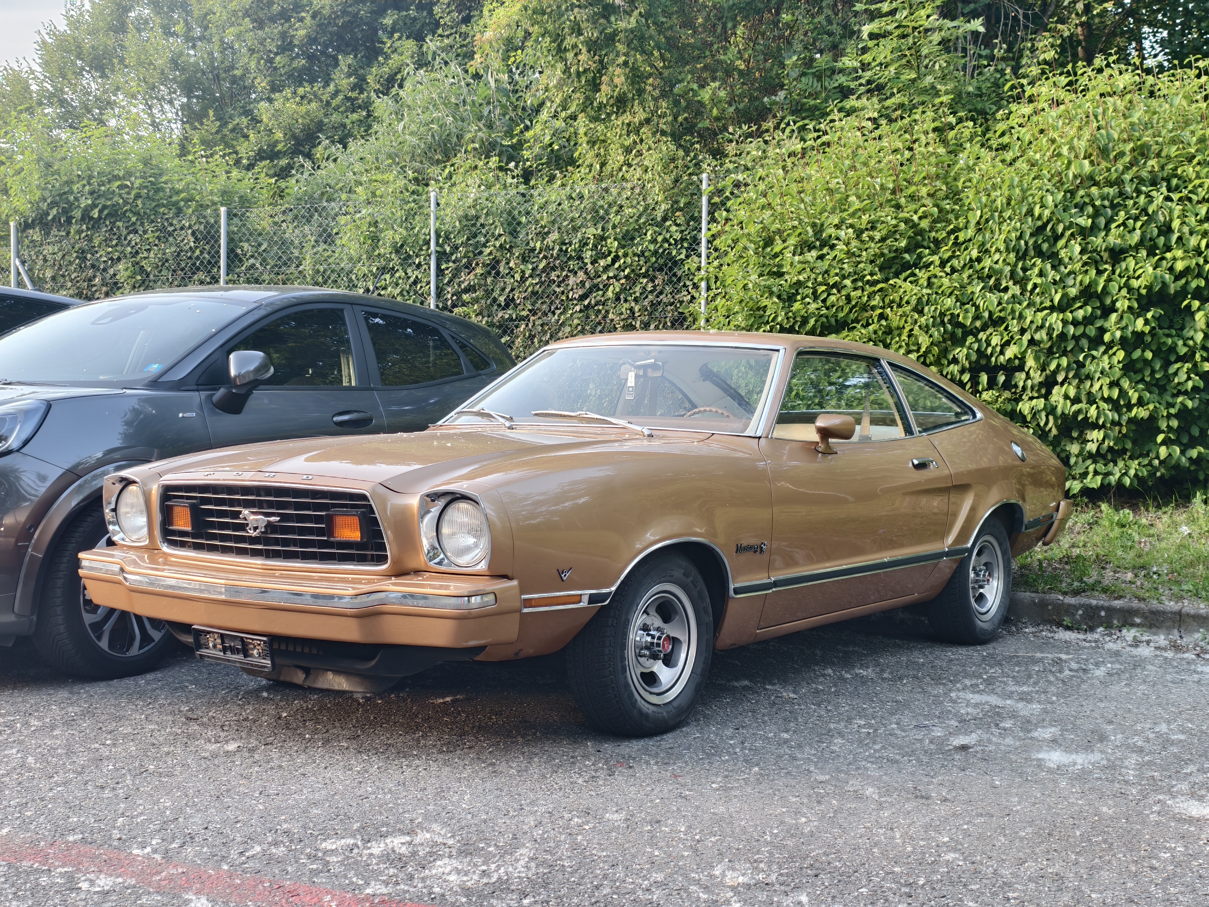 [Image: Mustang.jpg]