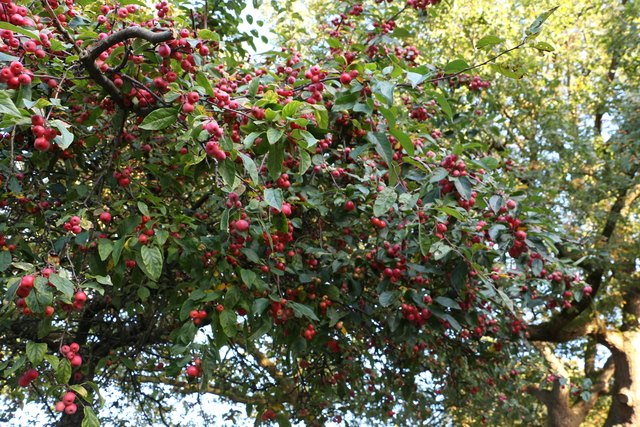 Baum von Weitem