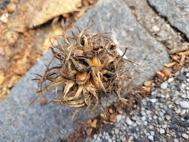 Fruchtstand eines Baum-Hasel auf dem Boden