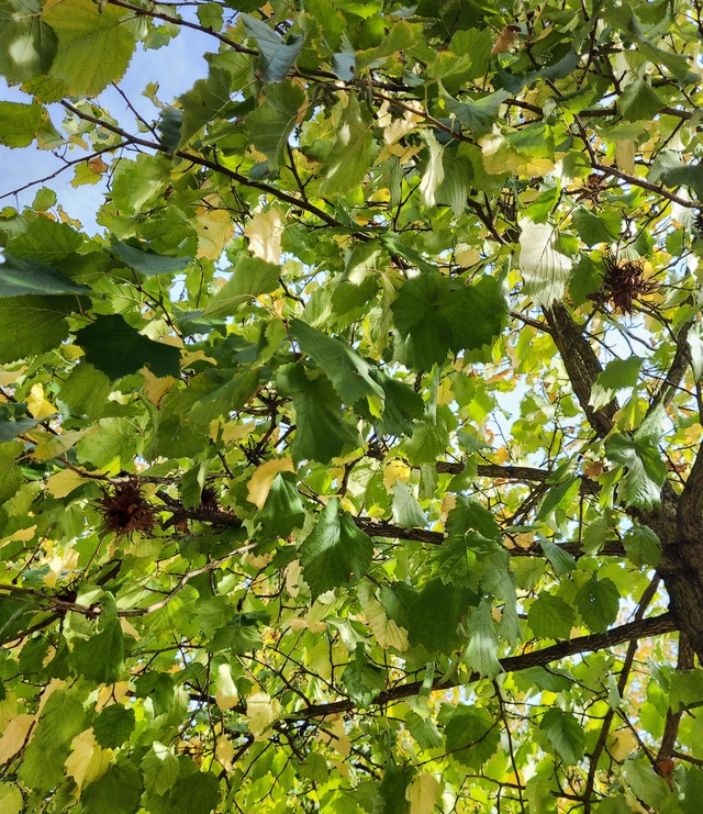 Blick in die Krone eines Baum-Hasel