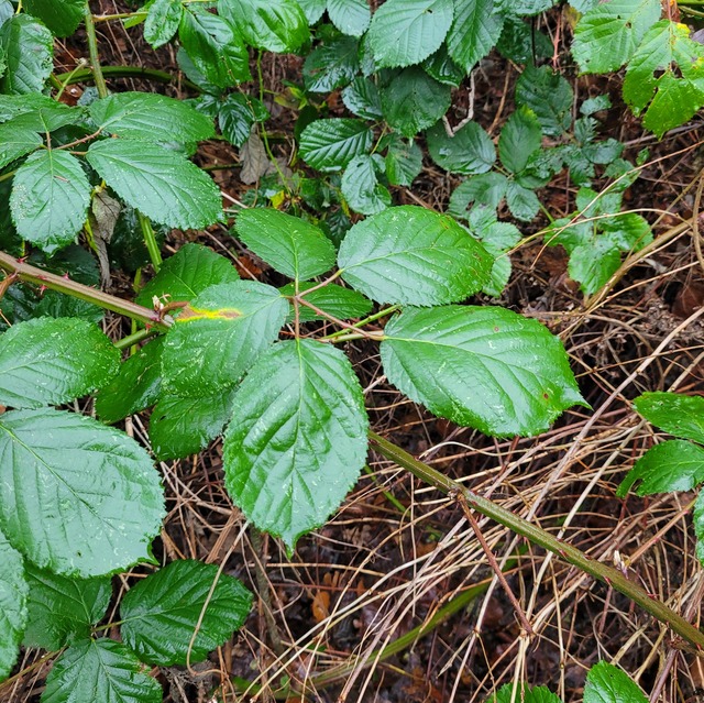 Nasse Brombeerblätter an einer Ranke. Sie sind noch dunkelgrün. Nur wenige am Blattrand etwas gelblich verfärbt.