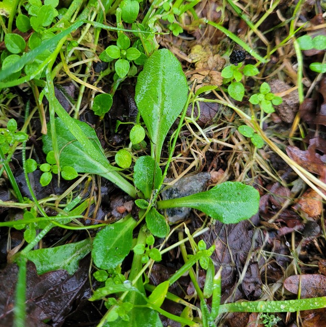 Eine grundständige Blattrosette mit vier Blättern des Gänseblümchens. In der Mitte schauen noch drei kleine Blättchen hervor.
Um das Gänseblümchen wächst etwas, das wie Vogelmiere aussieht.
Zwischen den Pflanzen lässt sich braunes Laub erkennen.
Alles ist nass.