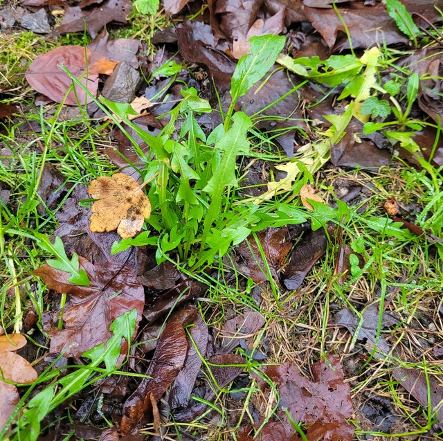 Ein Löwenzahn. Etwas mickrig. Ein, zwei Blätter sind schon gelb. Die anderen sehen dafür noch ganz gut grün aus. Kein Knospen oder Blüten sind sichtbar. Alles ist nass.