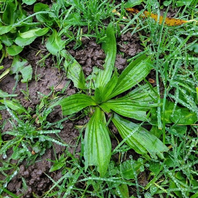 Eine schöne, nasse Spitzwegerichblattrosette. Einige Blätter sind von der Spitze her abgefressen. Oder war es der Rasenmäher?