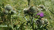 DSC00042