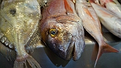 DSC00716