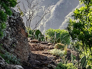 Punta del Hidalgo Chinamada
