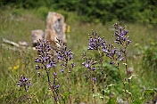 K1600_K1600_DSC04206