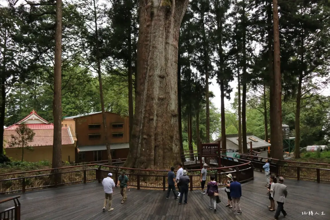 樹高45公尺，樹高直徑4.1公尺