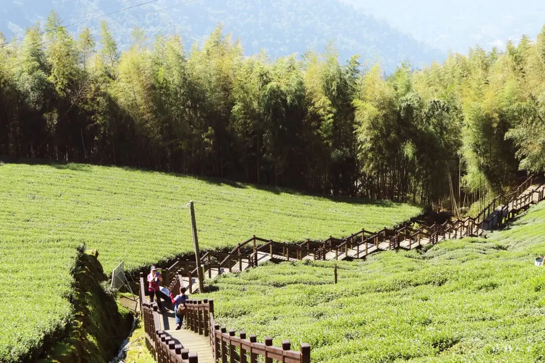 頂石棹步道群如何走-綿延的翠綠山巒與茶園在眼前展開