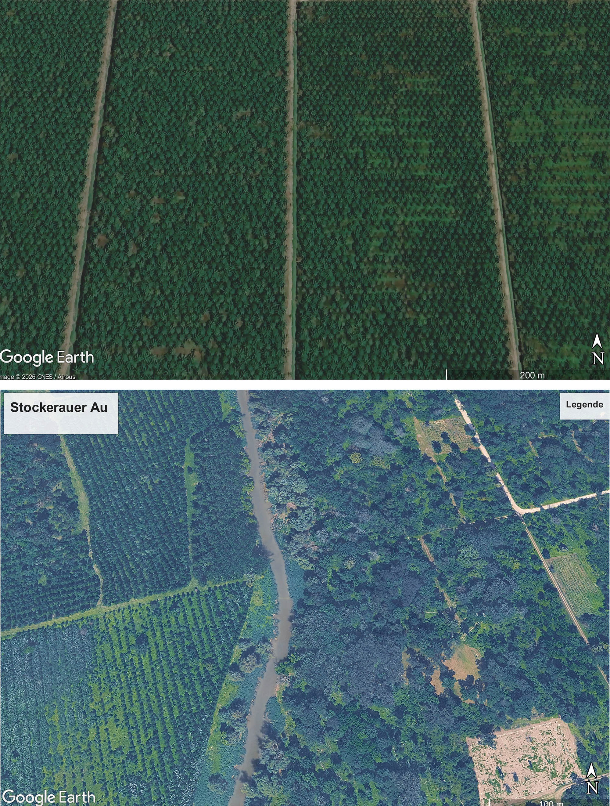 Am Bild eine Gegenüberstellung einer Ölpalmenplantage in Indonesien und einer Hybripappelplantage in der Stockerauer Au.