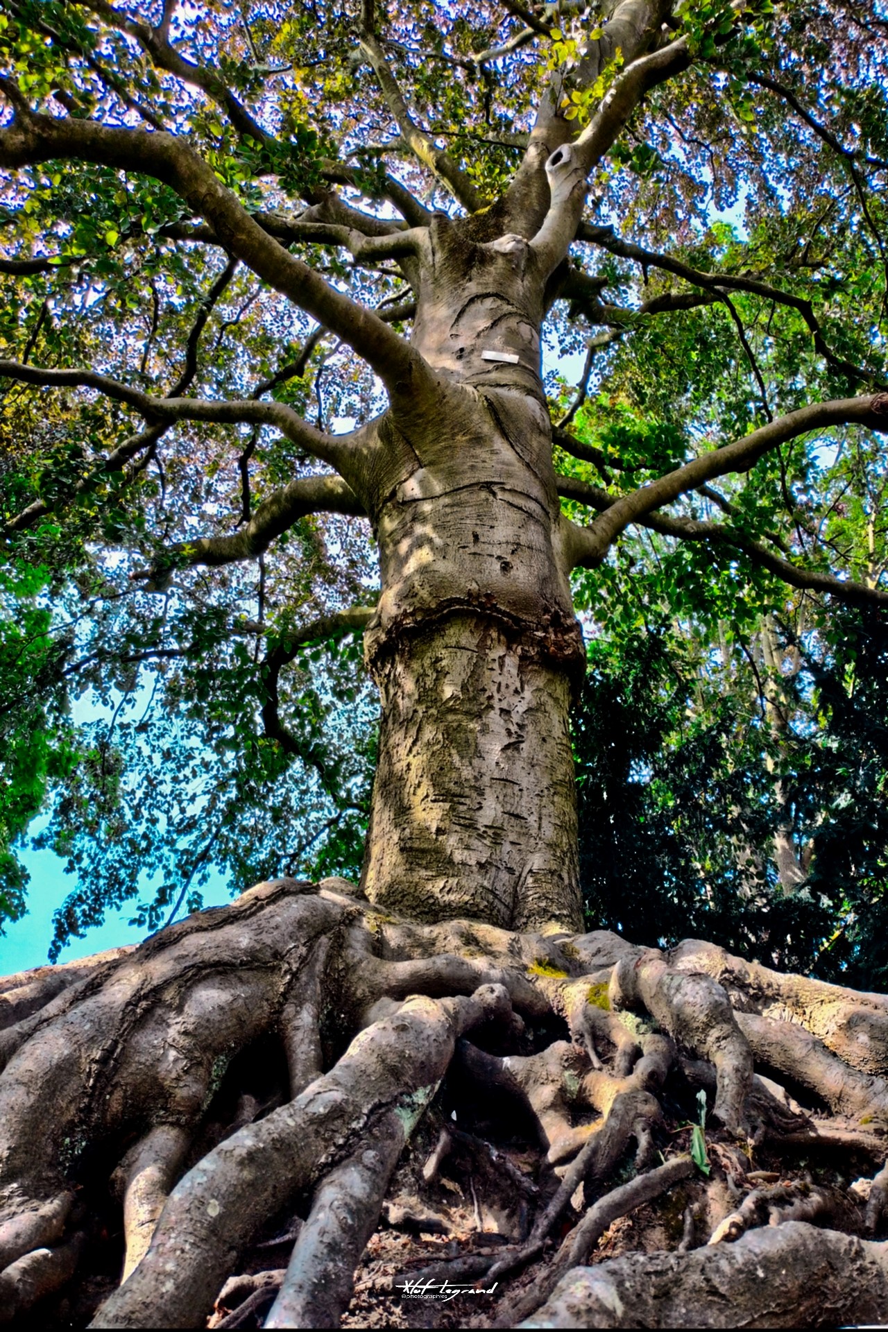 Des arbres remarquables