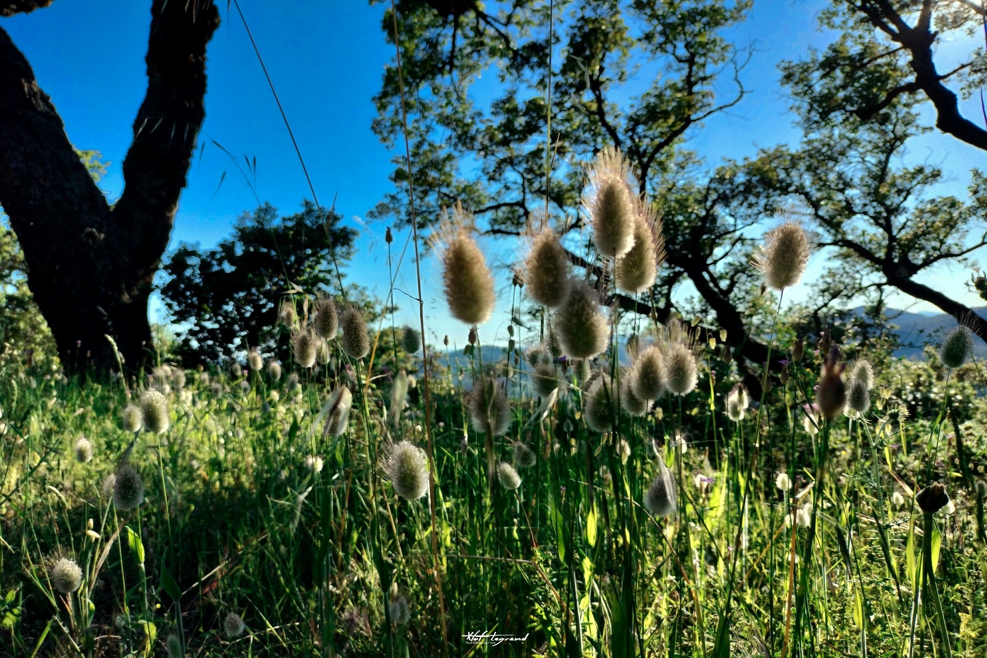 Balades à Bormes-les-Mimosas