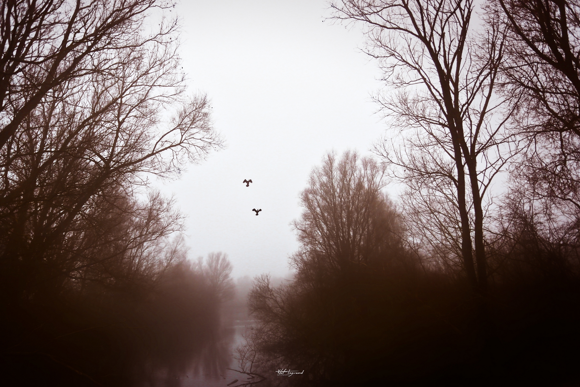 On avançait dans les marais, Couverts de brume, J'avais mon Canon dans les mains...
#A7478 - Lac du Héron, Villeneuve d'Ascq - 25/01/2022 virage
