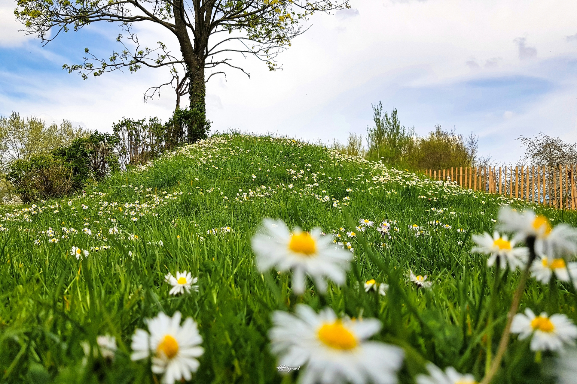 Le monticule fleuri | Xtof-Photographie
