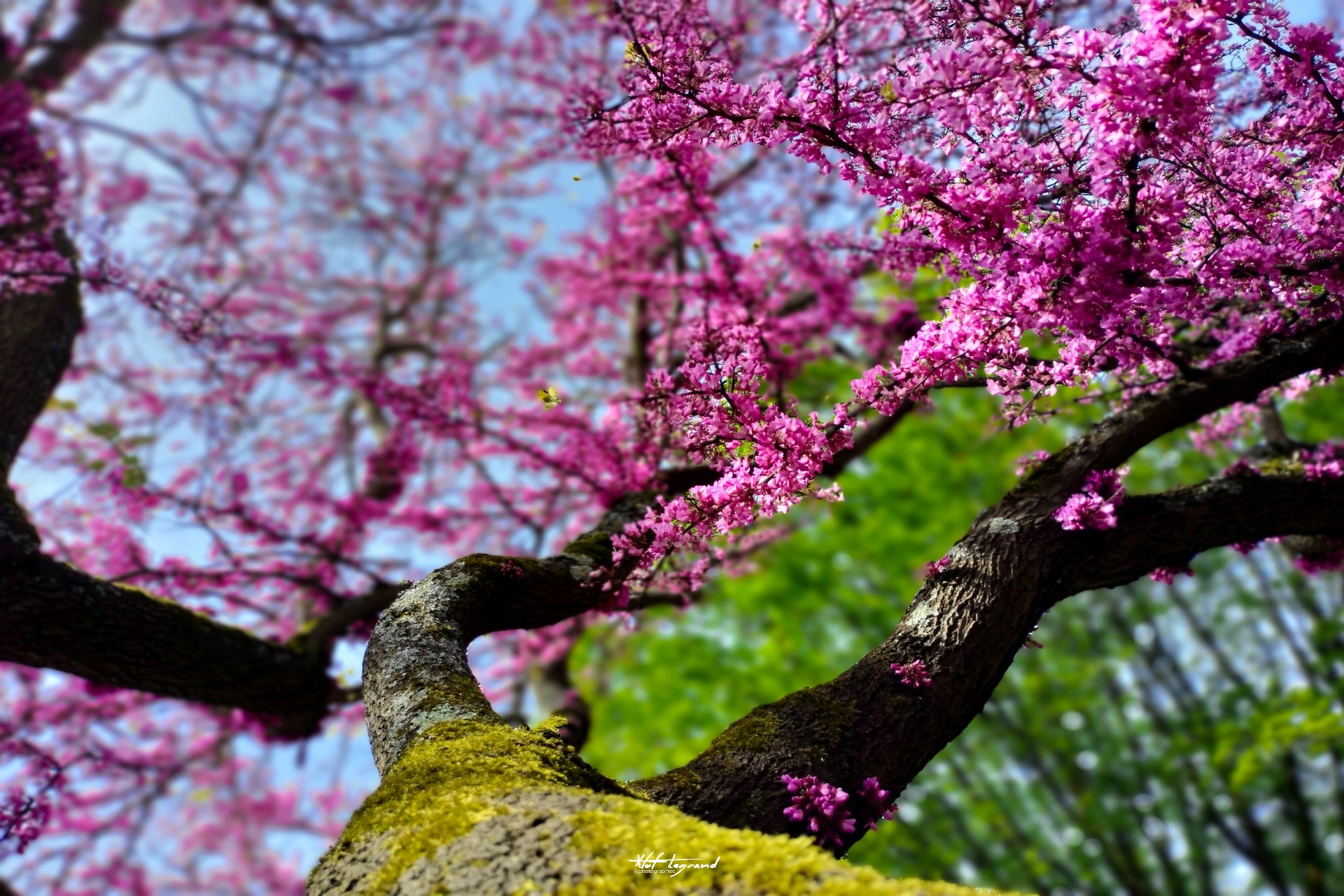 L’Arbre de Judée | Xtof-Photographie