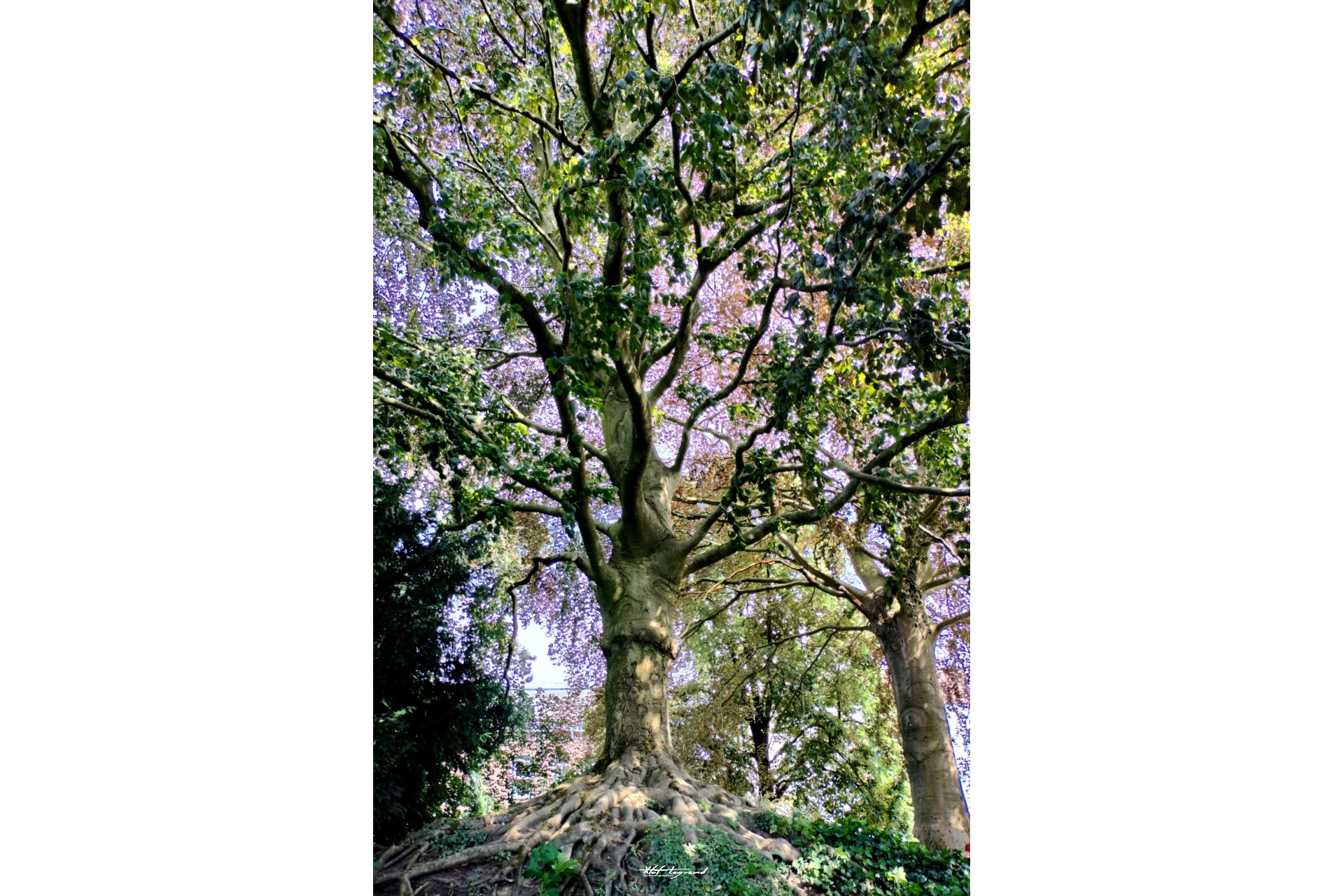 Le Hêtre pourpre | Xtof-Photographie