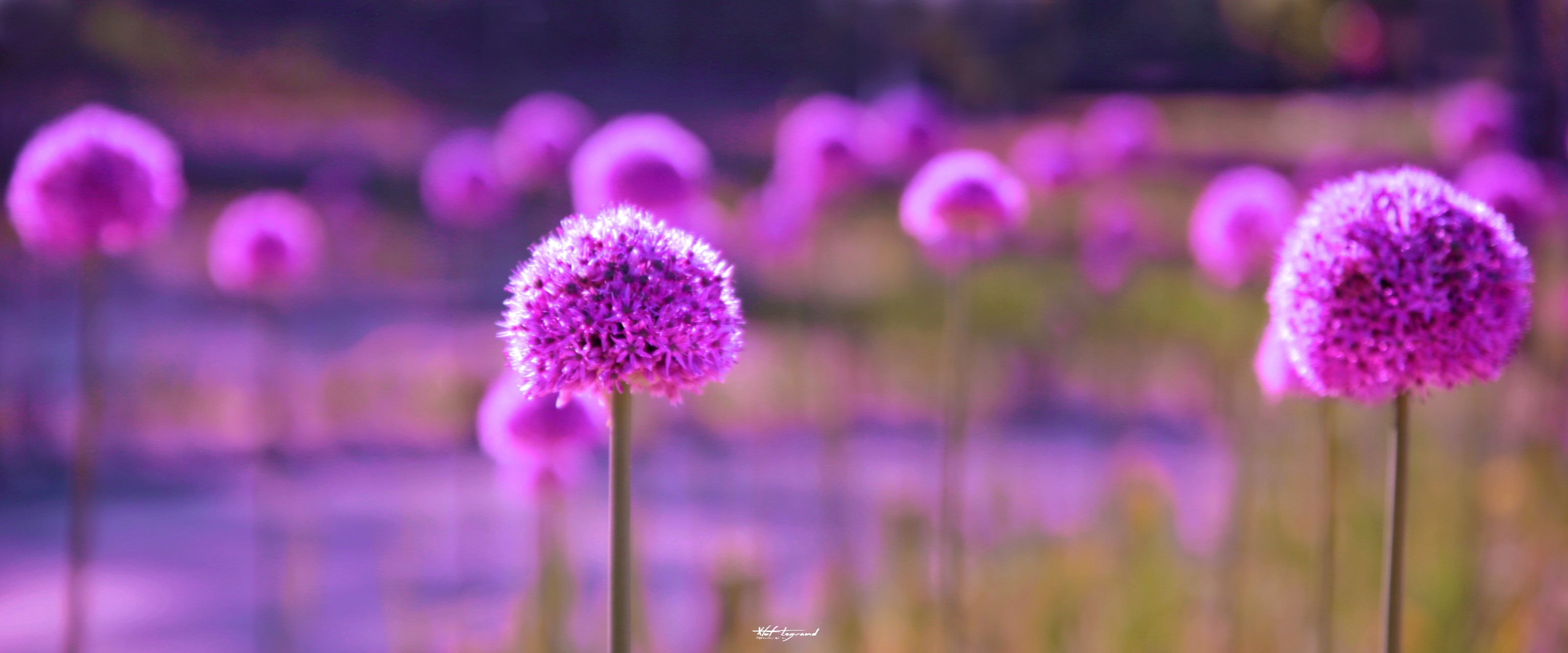 Ail ornemental | Xtof-Photographie