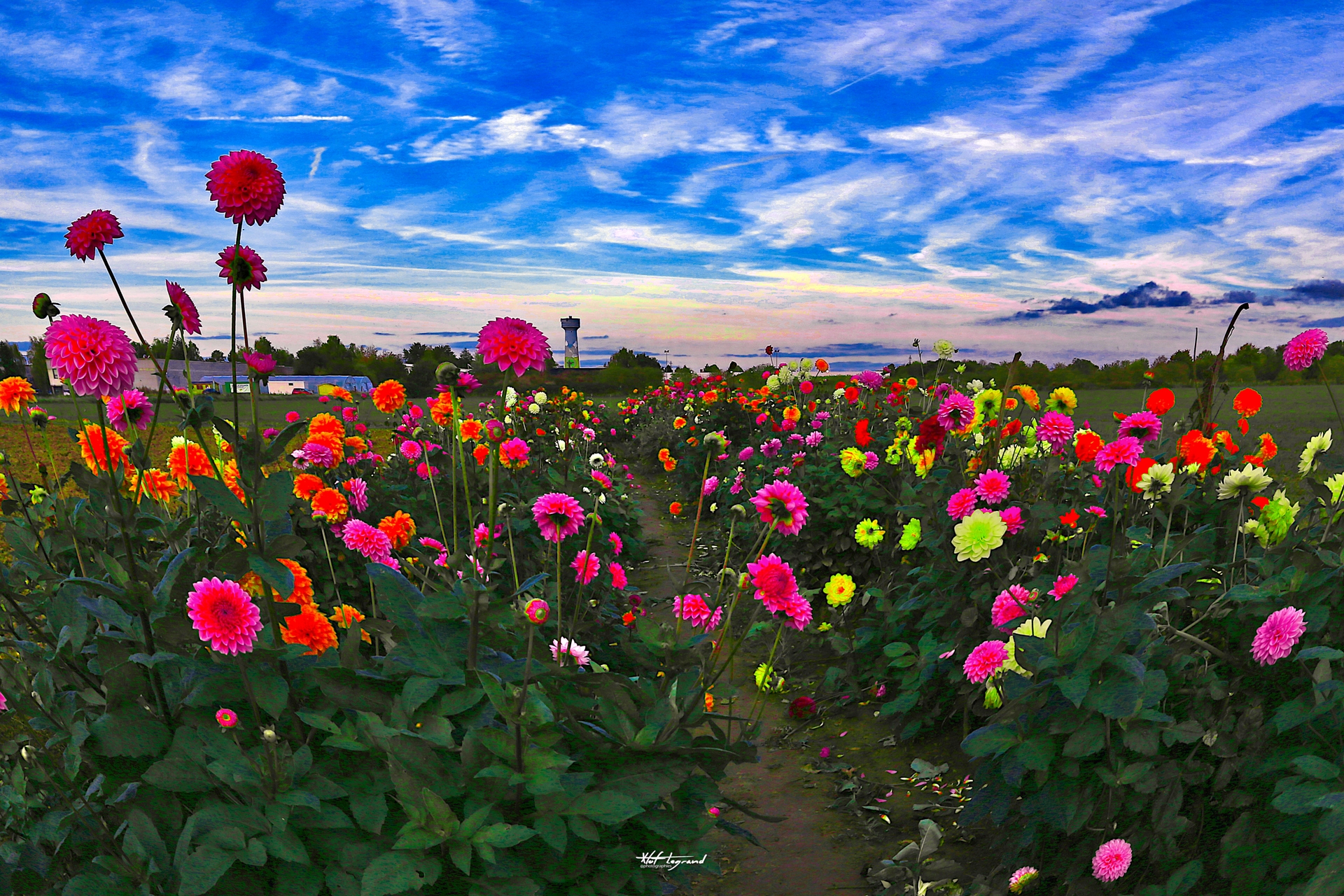 La Cueillette Fleurie du soir | Xtof-Photographie