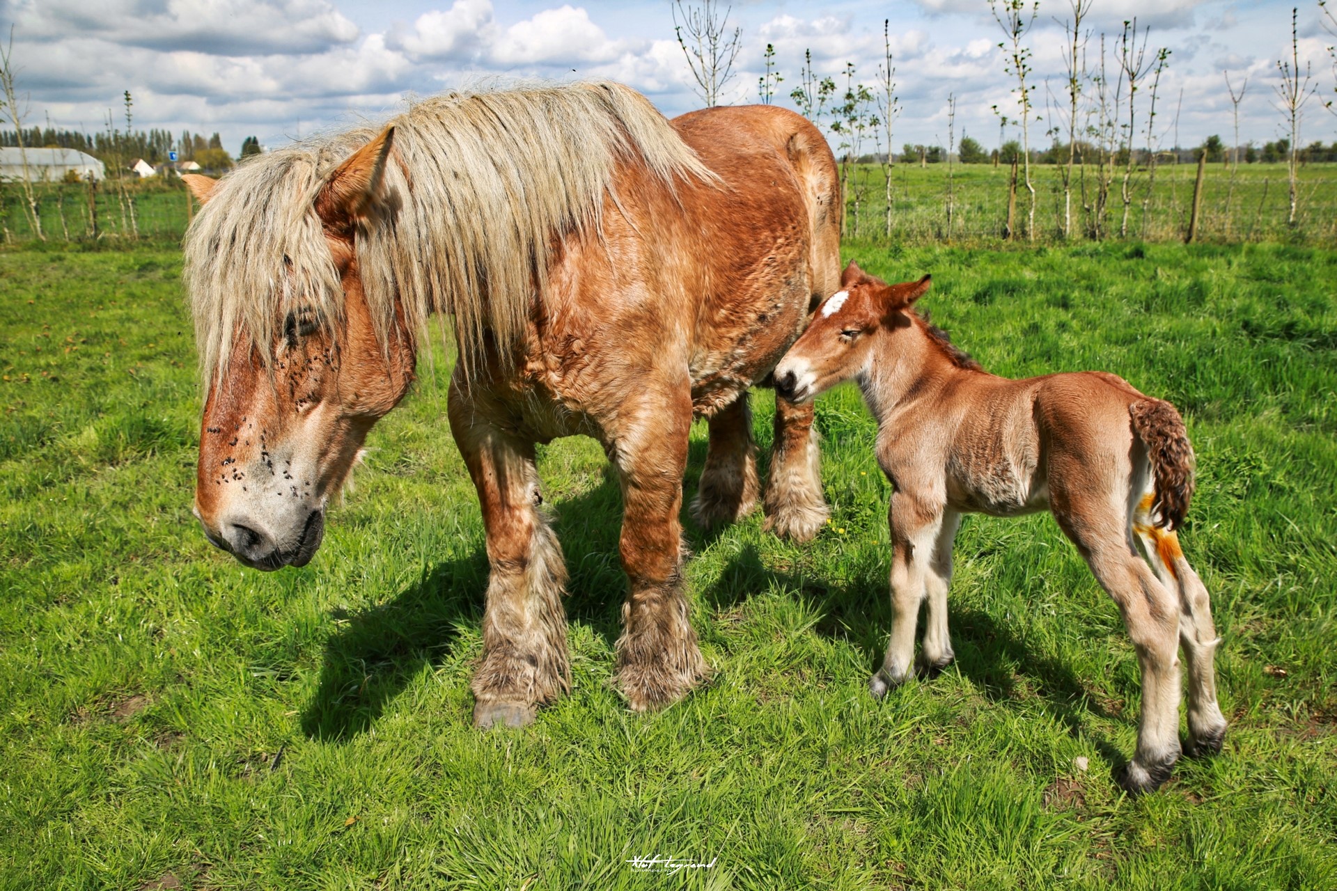 Les Du Héron | Xtof-Photographie