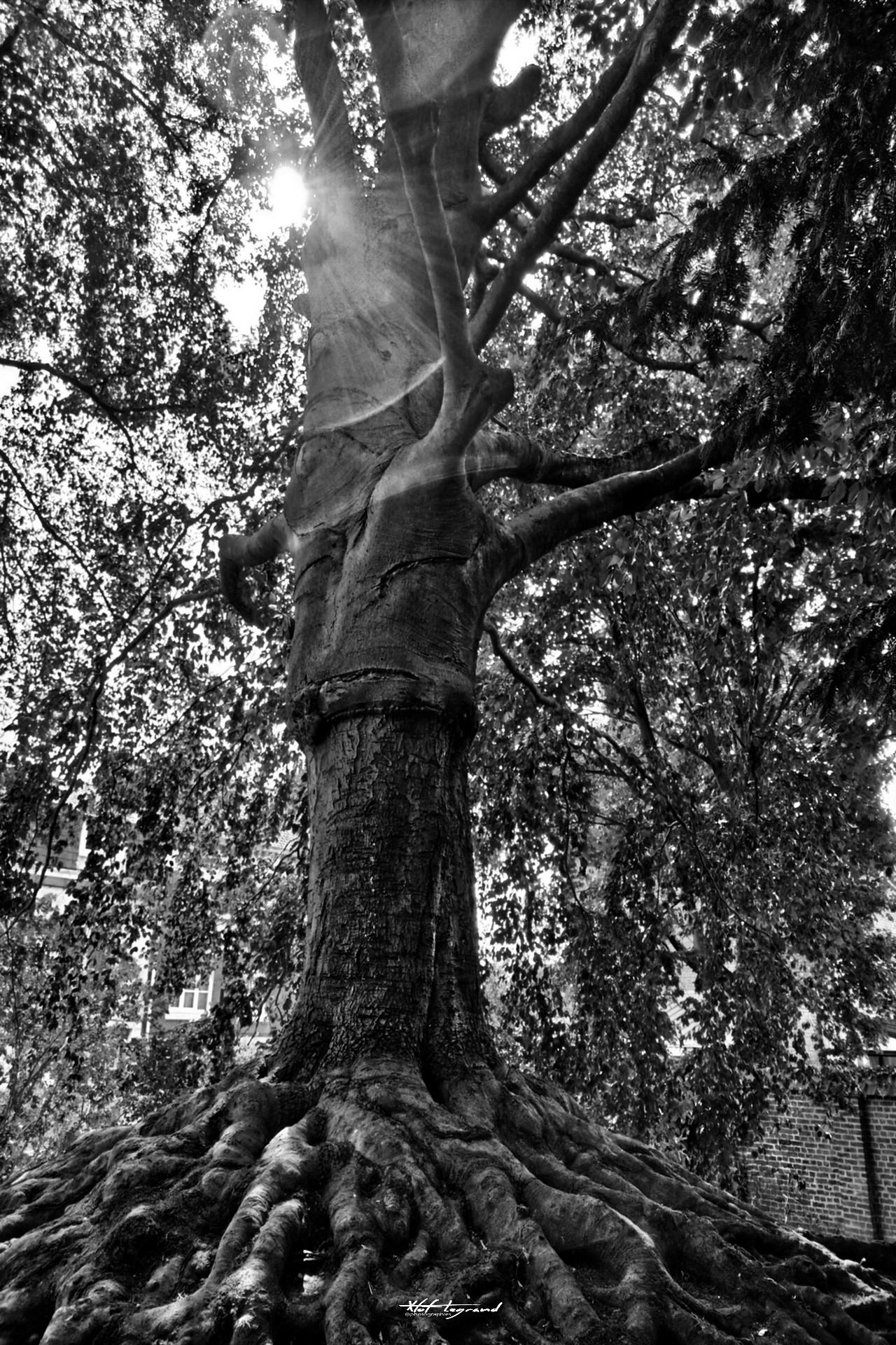 Le Hêtre pourpre | Xtof-Photographie