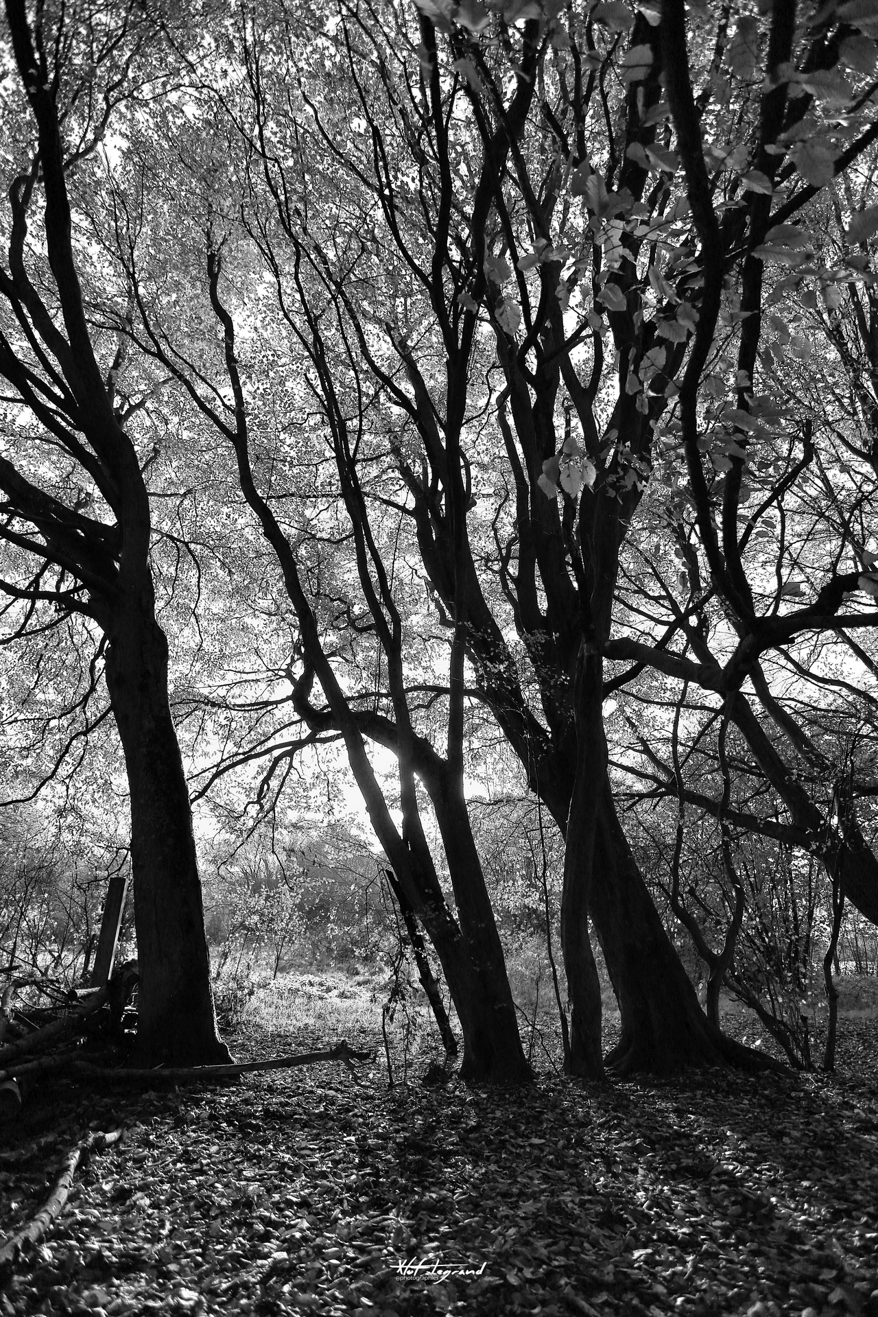 Ombres d'automne | Xtof-Photographie