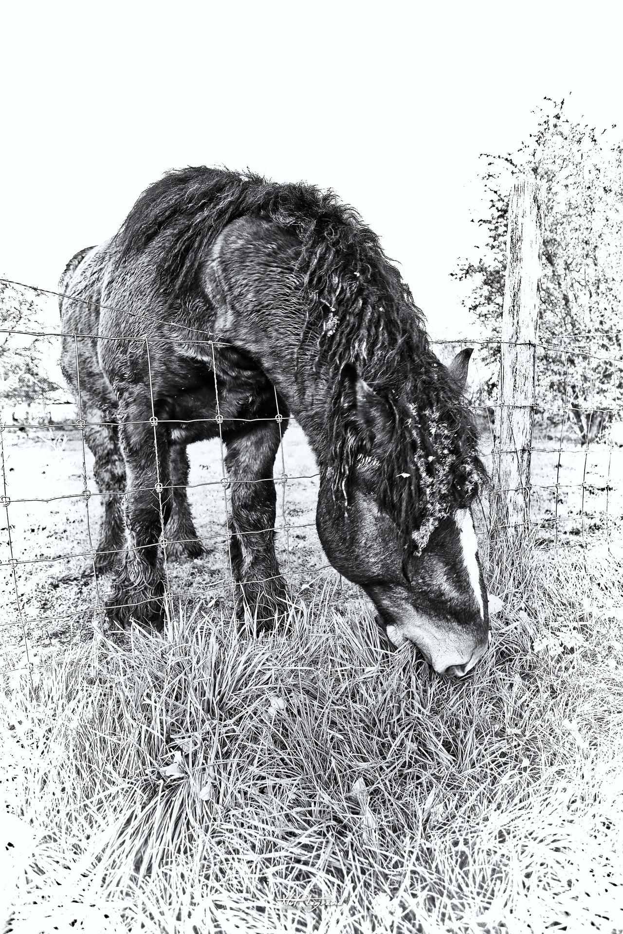 Trait du Nord | Xtof-Photographie