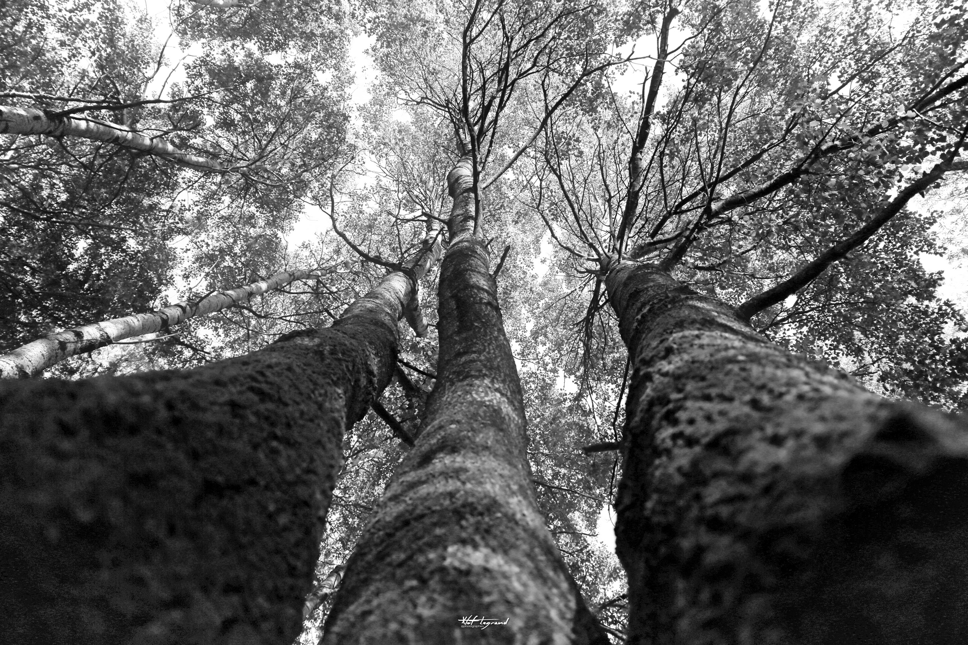 Les majestés du Héron | Xtof-Photographie