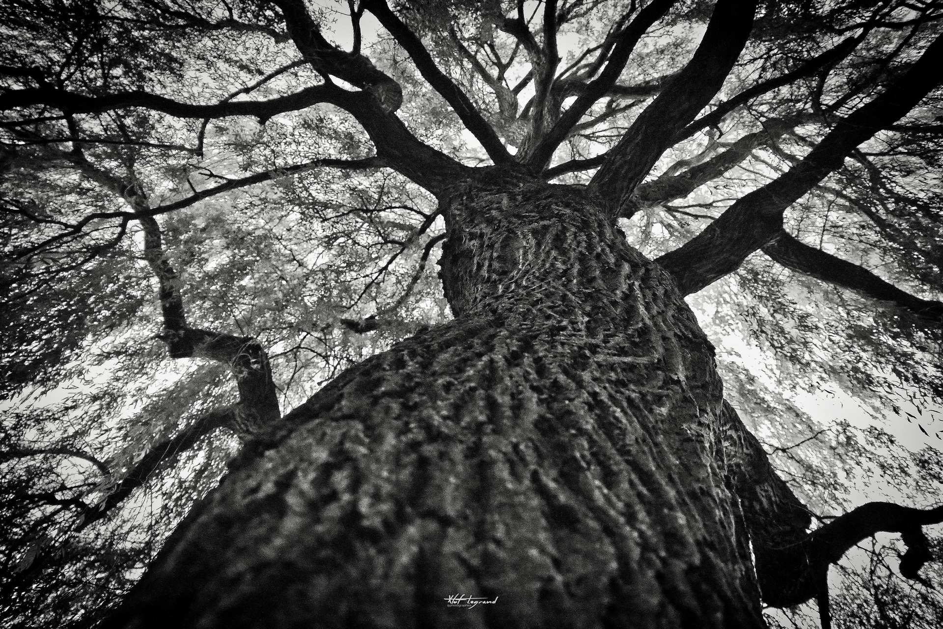 Le saule de Quanta | Xtof-Photographie