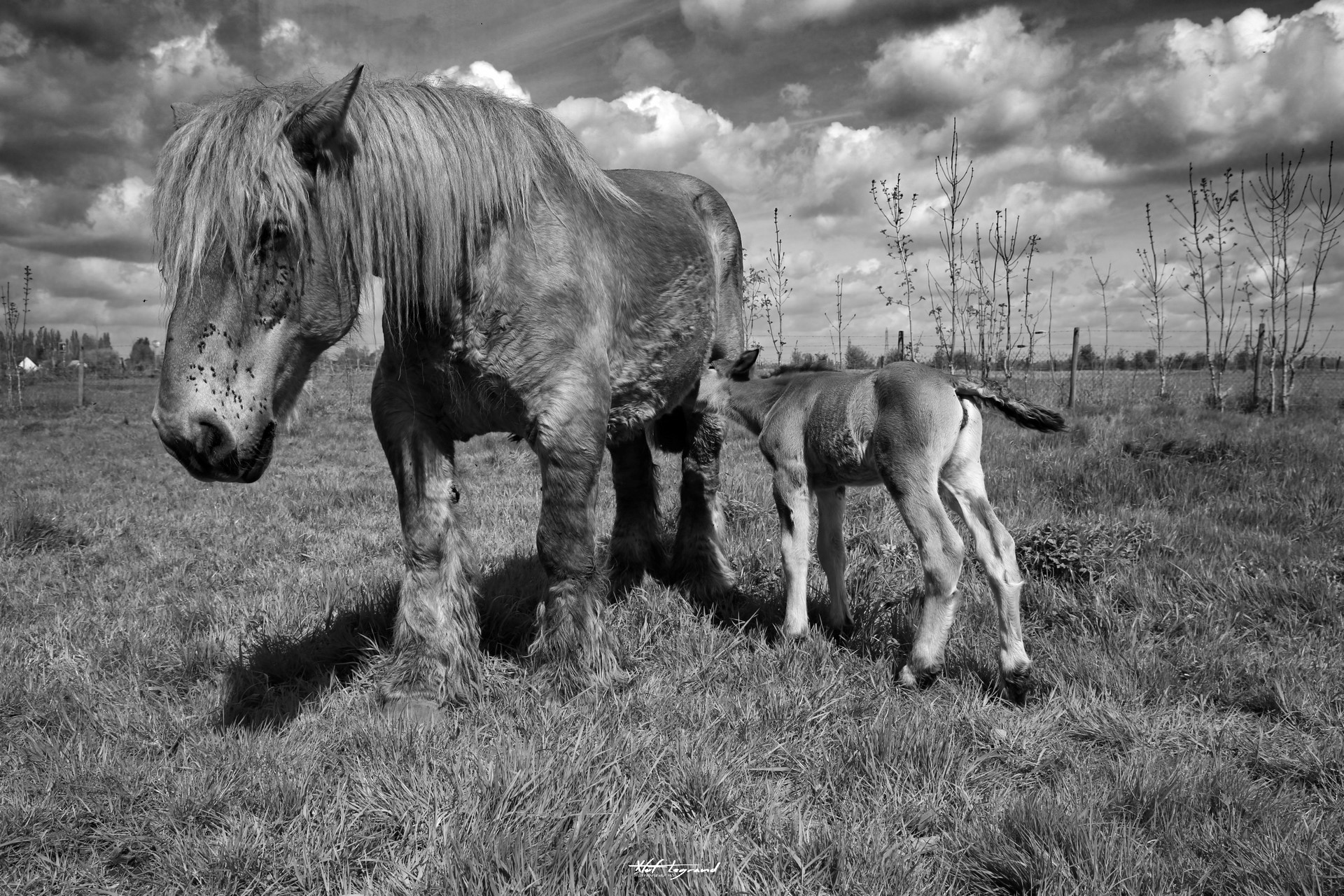 Urga, jument Trait du Nord, et sa pouliche Olga | Xtof-Photographie