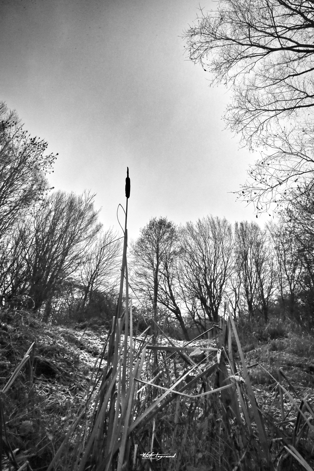 Le roseau solitaire | Xtof-Photographie