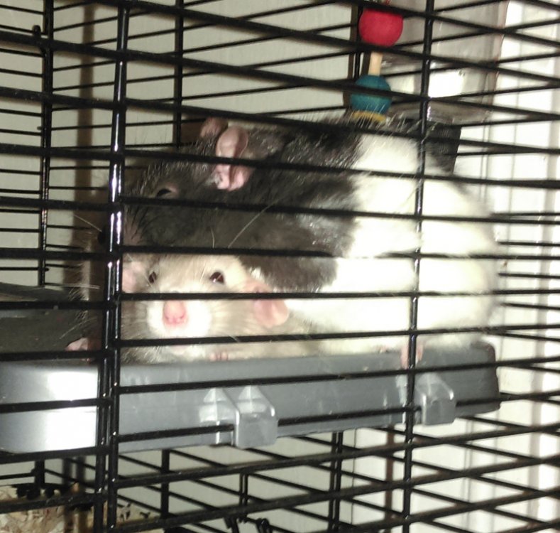 fattyratties.jpg