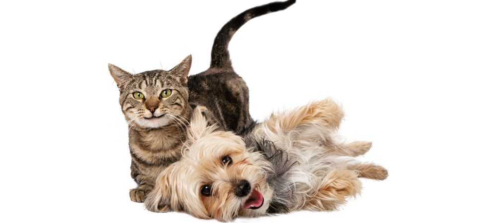 Differences between dogs and cats in terms of behavior, care needs, and interactions with humans