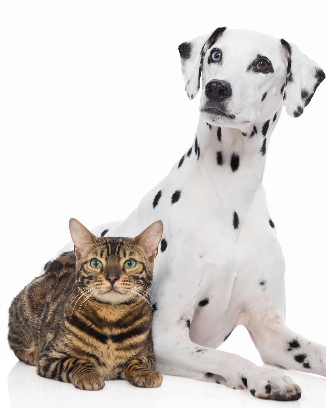 Comparison between popular dog and cat breeds