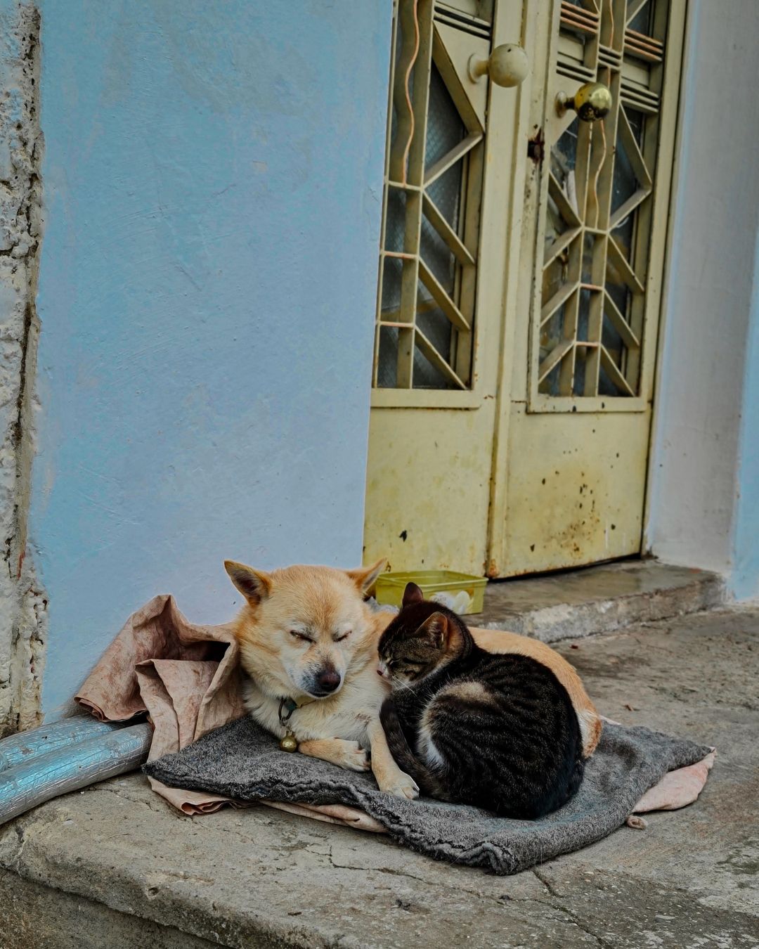 Medical conditions that can cause pets to avoid using the litter box