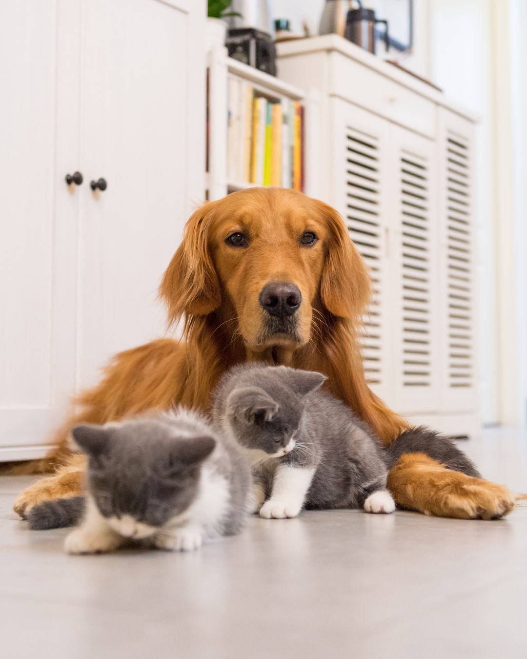 Tips for keeping your pet's environment clean and free of parasites