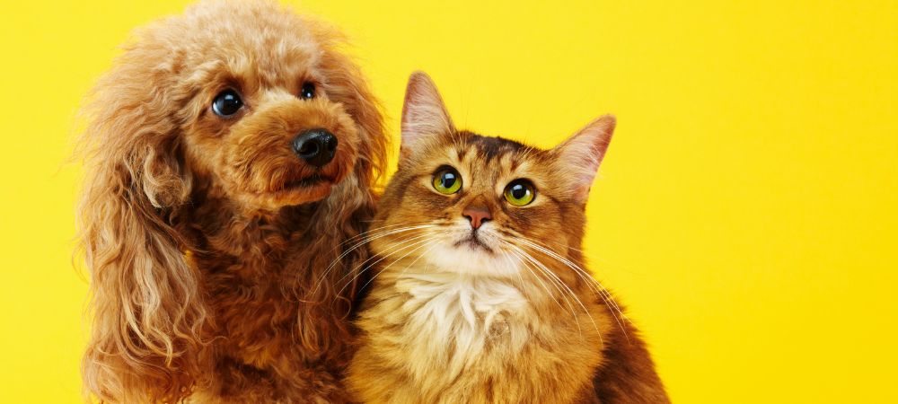 How to train your dog and cat to coexist peacefully in your home