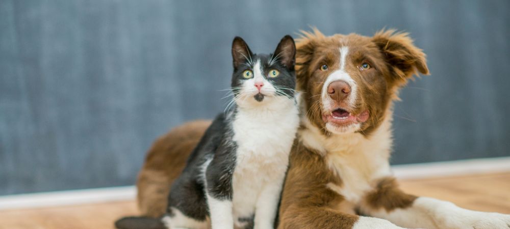 What is the average lifespan of a dog compared to a cat?