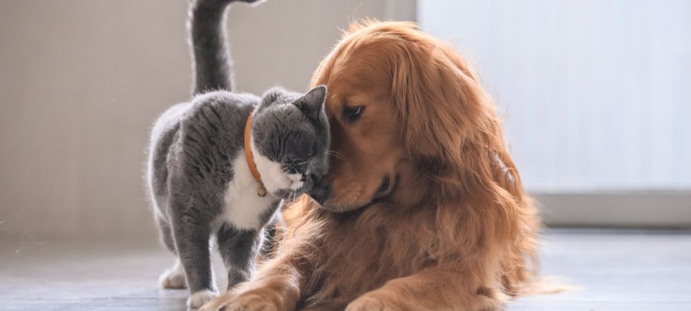 The benefits of owning both dogs and cats as pets