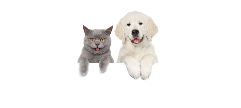 What is the difference between dogs and cats as pets?