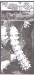 giona 11