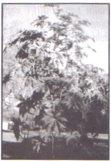 giona 12